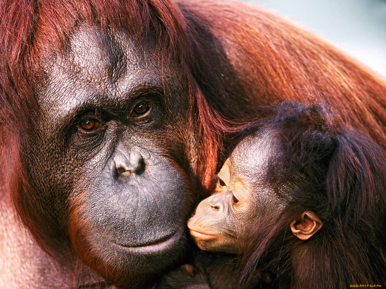 female, sumatran, orangutan, and, baby, , 